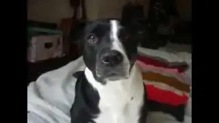 Missy Moo Memories