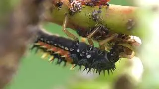 Lady bug nymph hunts aphids.  Marienk&auml;ferlarve jagd Blattl&auml;use