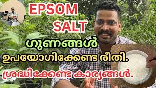 Epsom Salt വളത്തെ കുറിച്ച് അറിയേണ്ടത് എല്ലാം. | HOW TO USE EPSOM SALT FOR PLANTS |#agriculture