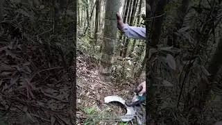 Efficient Bamboo Cutting with a Scissor-like Tool in the Bamboo Forest