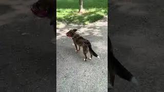Dogs Play Time #happyvibes #purehappiness