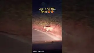 Live in NAPNE... बिबट्या🥵🥵 # 1Mviews #lepord #horror #viral