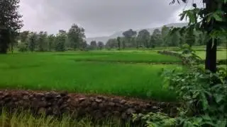 Monsoon Greenery in Konkan