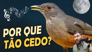 SABI&Aacute; CANTANDO &Agrave; NOITE? Ou&ccedil;a o canto mel&oacute;dico do sabi&aacute;-laranjeira!