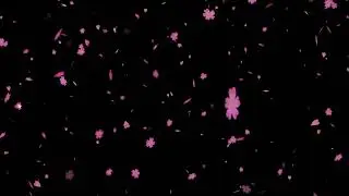 vecteezy pink sakura flowers and lobe fall down on the black screen 12279650