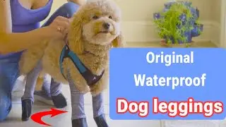 How to use the Original Walkee Paws Waterproof Dog Leggings | Walkee Paws