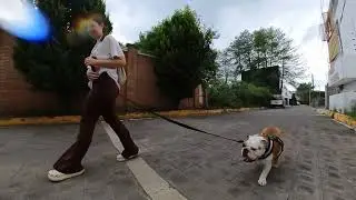 Aprende a PASEAR a tu BULLDOG SIN TIRAR (Paseo Perfecto)