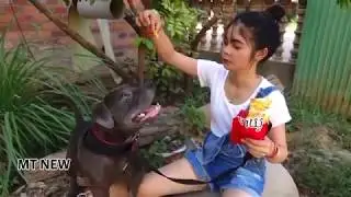 Lovely smart girl Playing Baby Cute Dogs On Rice Fields    How to play with dog & Feed baby dogs