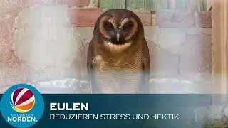 Eulenexpertin erkl&auml;rt, warum Eulen gegen Stress und Hektik helfen