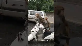 monkey back flip8 September 2022