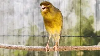 Awesome! Green canary with a long, melodious voice - perfect for canary training