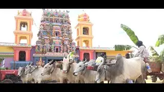 #வந்தாறுமூலையில் பாரம்பரிய முறையில் புதிர்நெல் எடுத்தல்:  குவிந்த மக்கள்