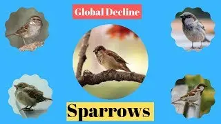Why is the House Sparrow Population Decreasing?