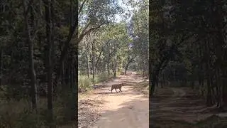 Achanak road me tiger aaya | Tiger sighting  tiger reserve #viral