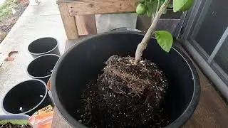 Re-potting citrus trees