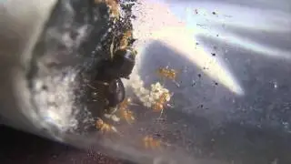 Concours &curren; Lasius flavus &curren; par Myrmecologue &curren; 23/06/15 [HD/Fr]