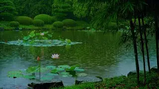 Gentle Rain by the Lotus Lake &ndash; Calming ASMR for Anxiety, Depression & NPD 🌧️#rainsounds 