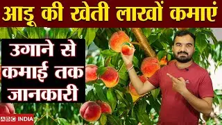 1.50 लाख प्रति एकड़ | Peach farming | Aadu ki kheti | Peach farming in india | Best peach Variety
