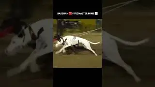 BADSHAH (v/s) MASTER MIND | GREYHOUND DOG RACE #shortvideo #shorts #greyhound #dograce #shortsfeed
