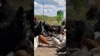 Black australorp rooster : Farming in Zimbabwe : Free range chicken farming in Zimbabwe