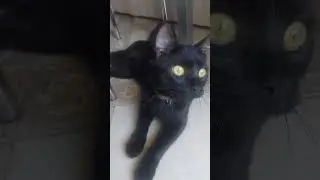 #happy #cat #смешные #funny #catlover #funnycats #pets #animals #cute #chat