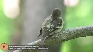 Acadian Flycatcher - Empidonax virescens