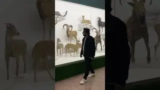#wildlife #museum #naturalhistory #shorts #youtubefeed #viral