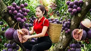 Harvesting 1000+ Kg of Custard Apples | Massive Fruit Harvest to Market | Hana Market