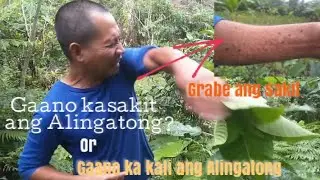 Gaano ka sakit ang Alingatong (Gaano ka kati ang Alingatong
