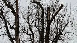 Eagle nest destroyed by wind storm