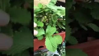 Земляника на балконе #земляника #руяна