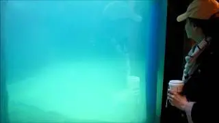 Sea Lion Exhibit at Turtle Back Zoo