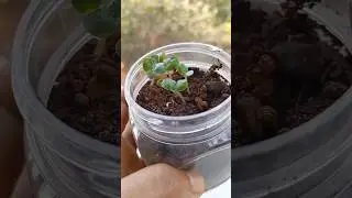 Balsam flower seed germination/how to grow balsam flower plant from seed/balsam flower colour#shorts