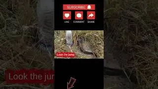 9 Nine pice catch back to back #snakeheadfishing #murrelfishing #fishingadventure