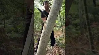 It is also easy to chop maple trees with a handmade hatchet #choppingknife #logging #choppingtool