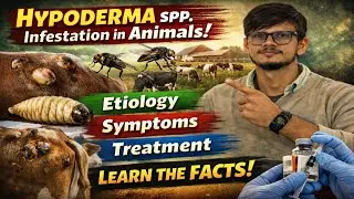 LSA WALA Live Stream Hypoderma spp infestation in animals#animalhealth #missionteacher