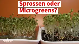 Was ist der Unterschied zwischen Sprossen und Microgreens? Welche Anzucht ist ges&uuml;nder?