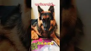 #comedy #funny #love #garmanshepherd #rambo #ytshorts #trending #viral #fun #entertainment #sorts