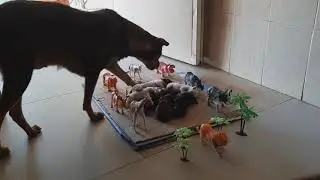 The puppet starts playing cartoons ,Animal files