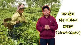চাহ শ্ৰমিকৰ প্ৰবজন। Immigration of Tea Labors| Tea Assam| চাহপাতৰ কাহিনী|