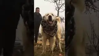 monster alabai #shorts #monster #alabai #king #shortfeed #youtubeshorts #viral #trending #dog