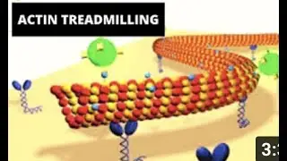 Actin Treadmilling I Actin Assembly