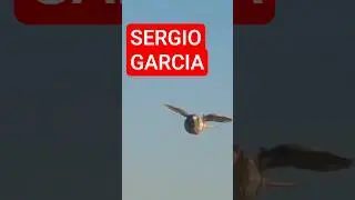EN EL PALOMAR DE SERGIO GARCIA Y UNO DE SUS PALOMOS #shortvideo