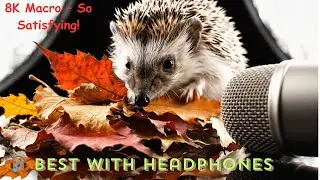 Tiny Hedgehog in 8K Macro ASMR &ndash; The Cutest Satisfying Sounds You&rsquo;ve Ever Heard