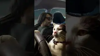 Ortalık karıştı biraz #snickerscat #evrendebirisi #memes