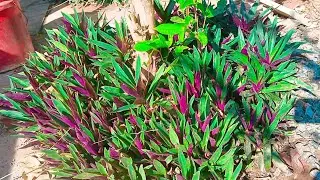 #rhoeoplant #potplants #plantideas