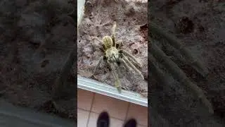 Cyriopagopus Hainanus; fossoria 🕸️🕷️