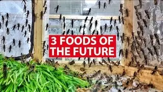 3 Foods Of The Future: Bugs, plant-based meat and lab-grown steaks | Money Mind | CNA Insider