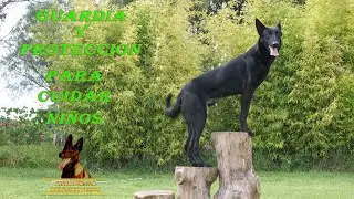 Adiestramiento de guardia y protección para cuidar niños 01