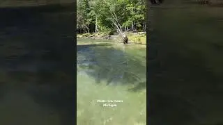 2024 Fall salmon run Michigan